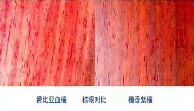 紫檀的真实身份,紫檀的一生