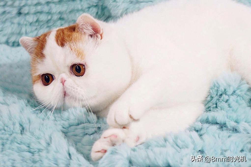 喵星人的品种大全,2018年10大最受欢迎喵星人品种