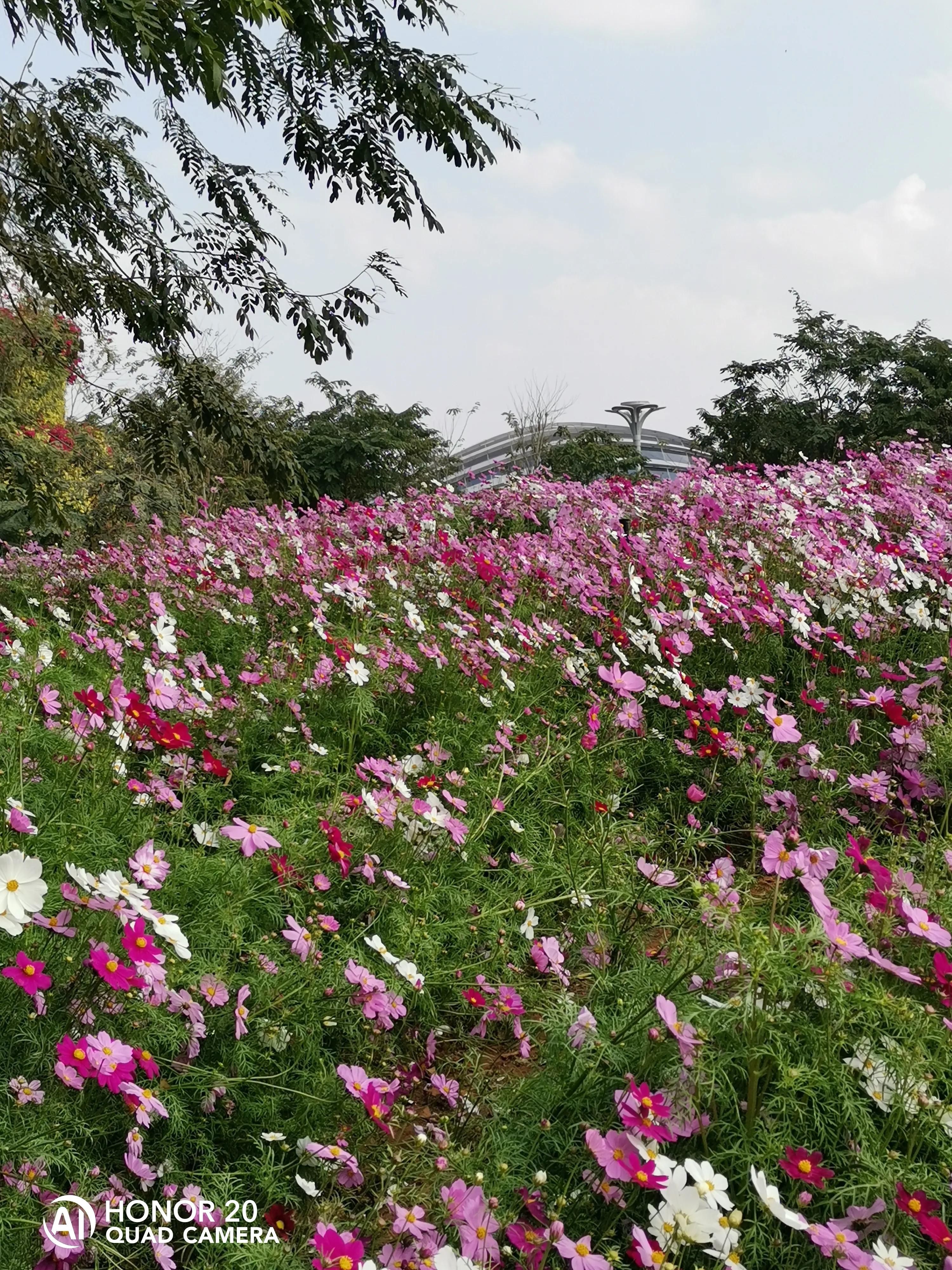 蝴蝶飞采花蜜,蝴蝶自由自在采花蜜