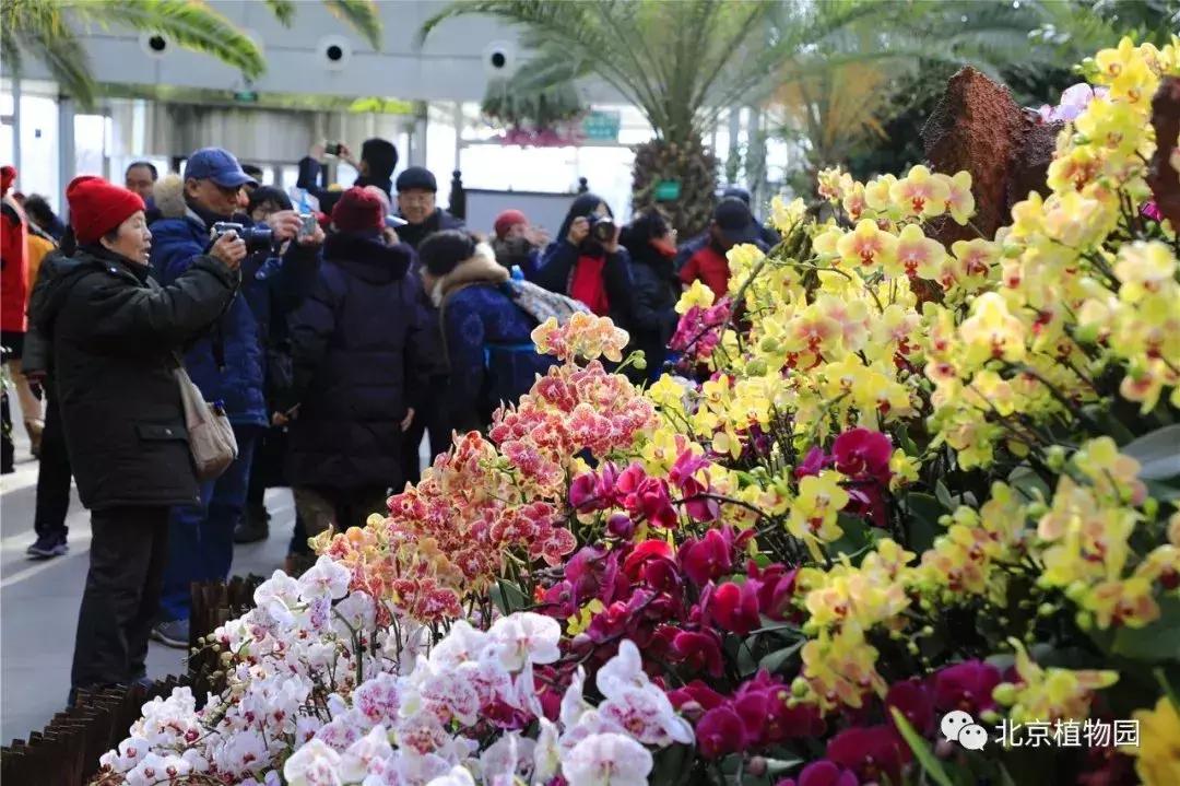 美美美！海淀这个地儿，万株兰花惊艳来袭，你招架的住吗？