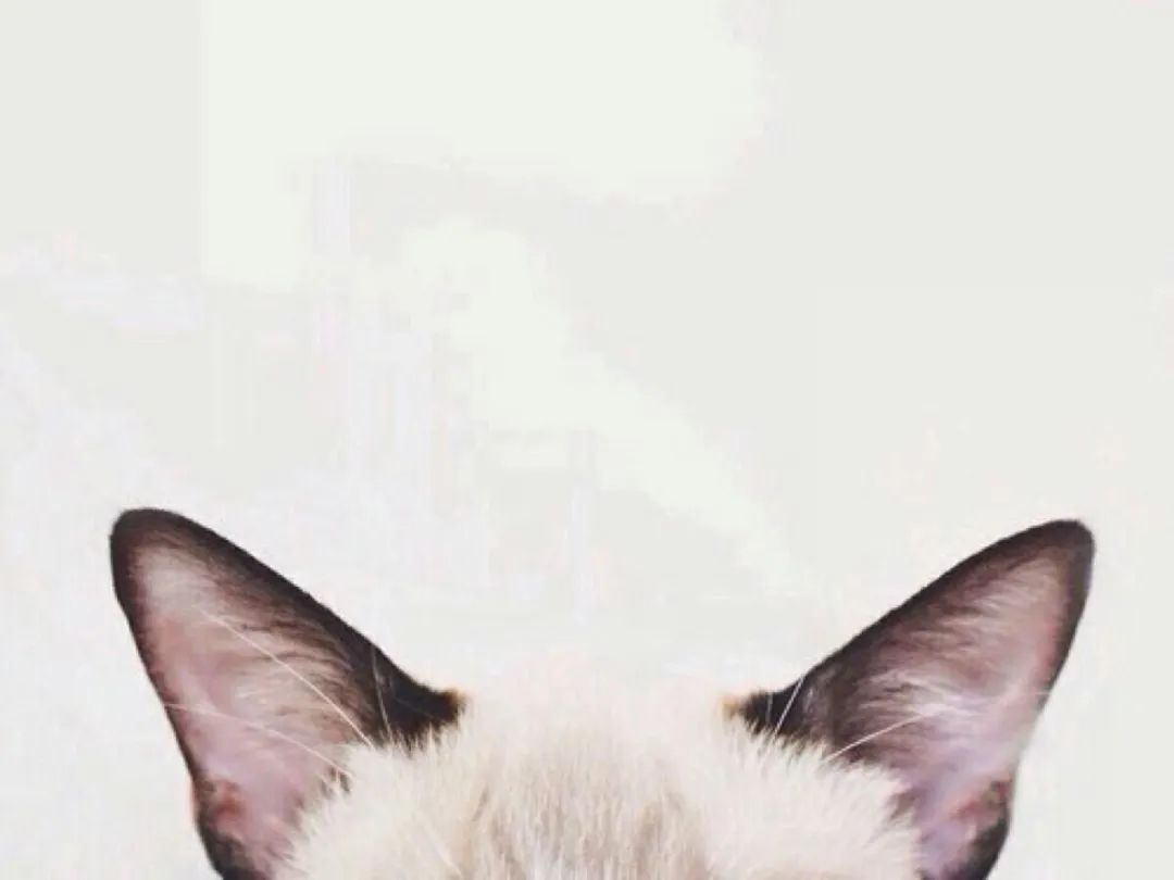 猫咪总是挠笼子是怎么回事,为什么猫咪晚上一直挠衣柜