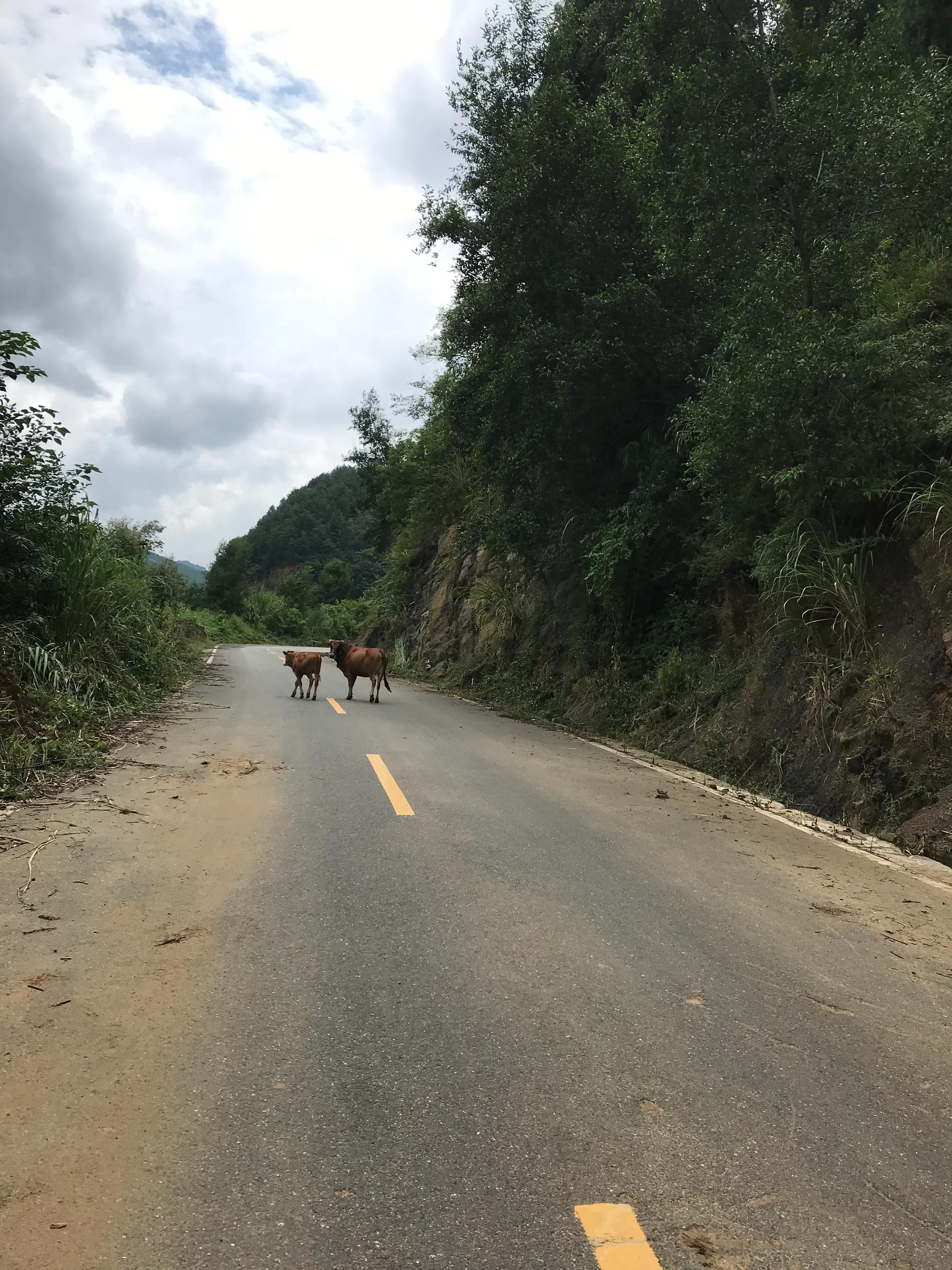 山远近路横斜读音,山远近路横斜青旗沽酒有人家意思