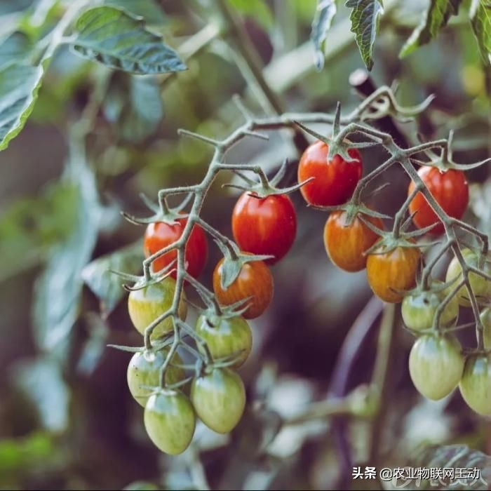 连续阴雨天番茄容易出现什么病害,连续阴雨天番茄该怎么管理