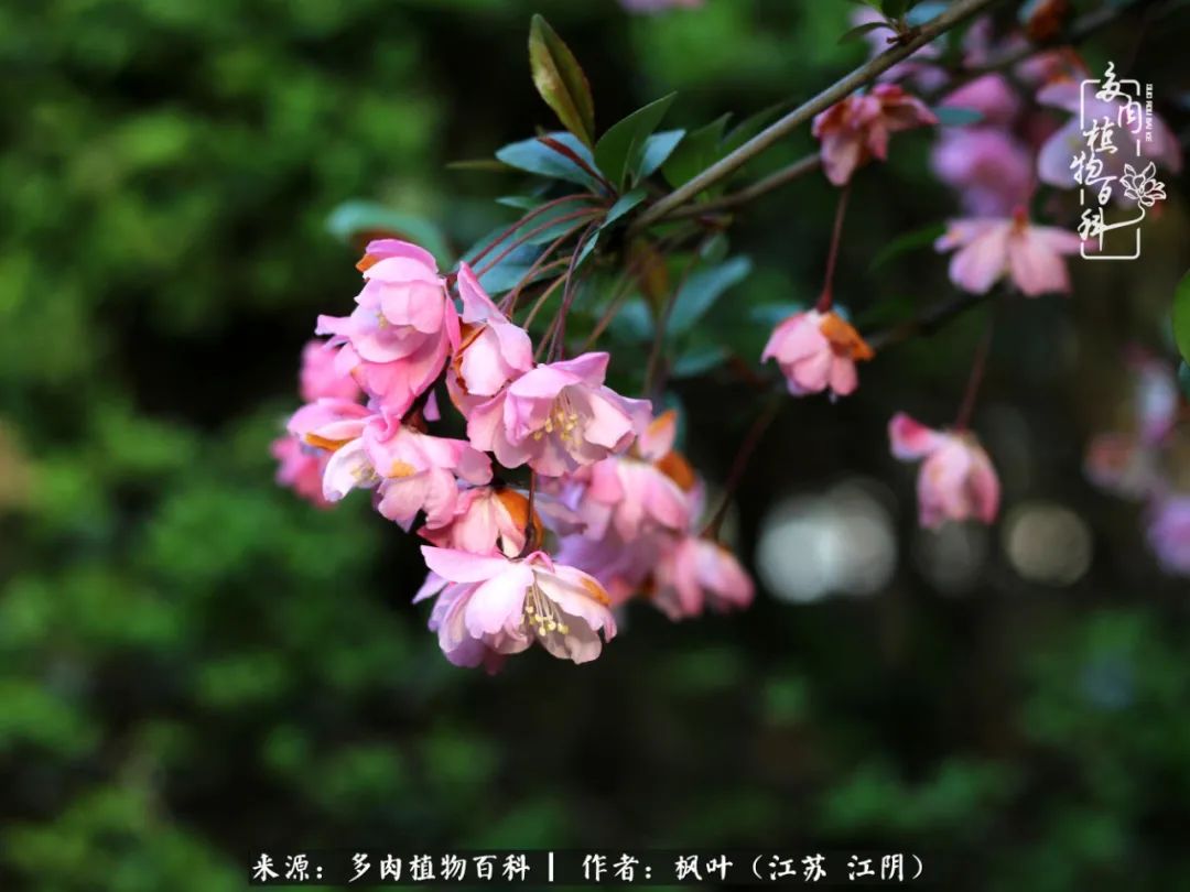 春有约，花不误，多肉与春天有个约会