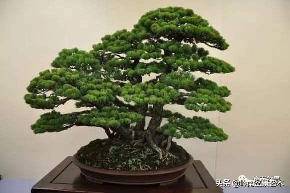 松树在水旱丛林盆景创作中的运用 (松树丛林盆景经典之作)