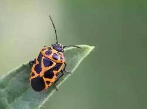 蔬菜害虫最佳防治方法,如何自制杀虫剂防治蔬菜害虫