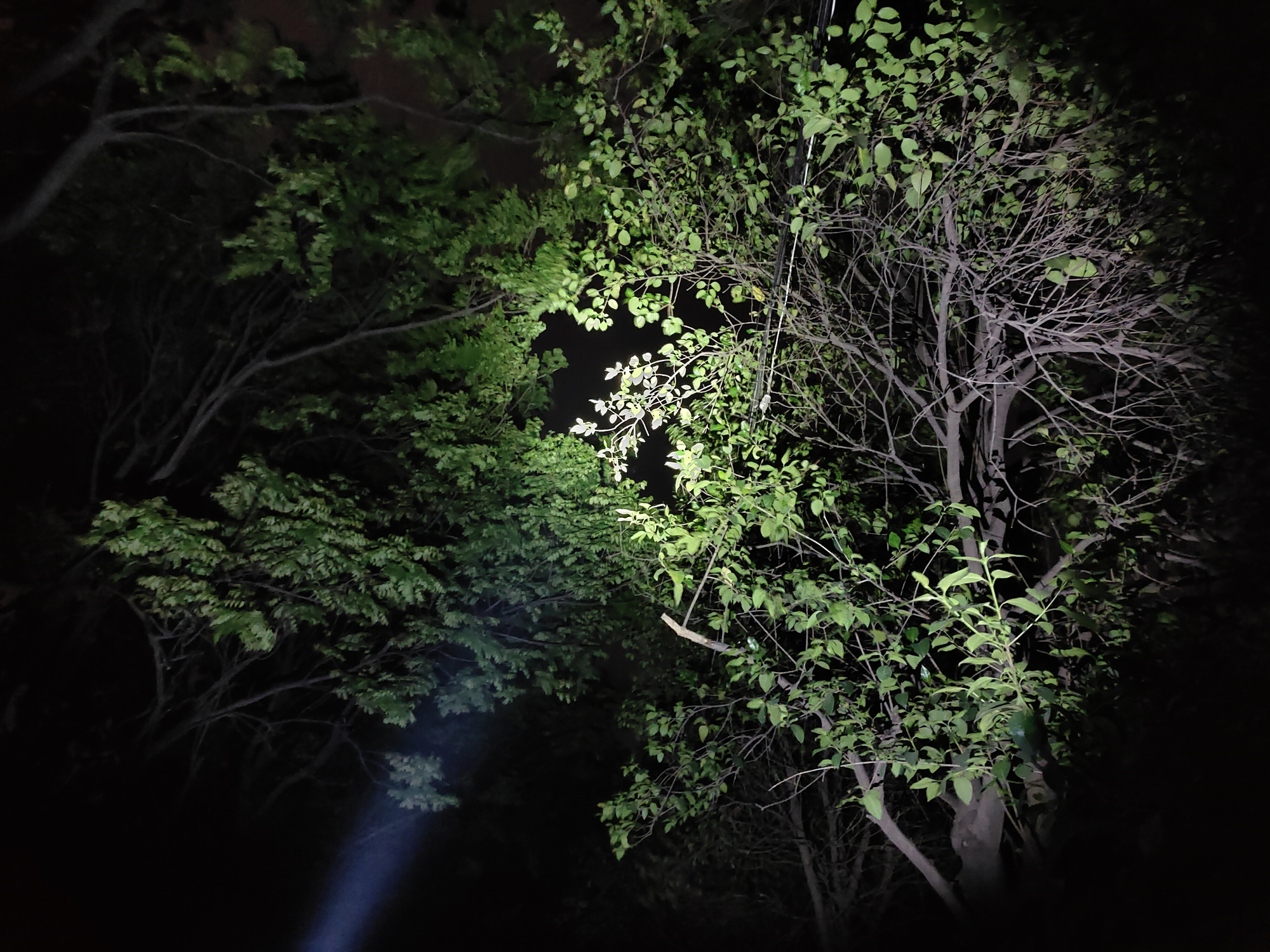 全面升级进化之作!Fenix菲尼克斯C60V3.0手电赏评