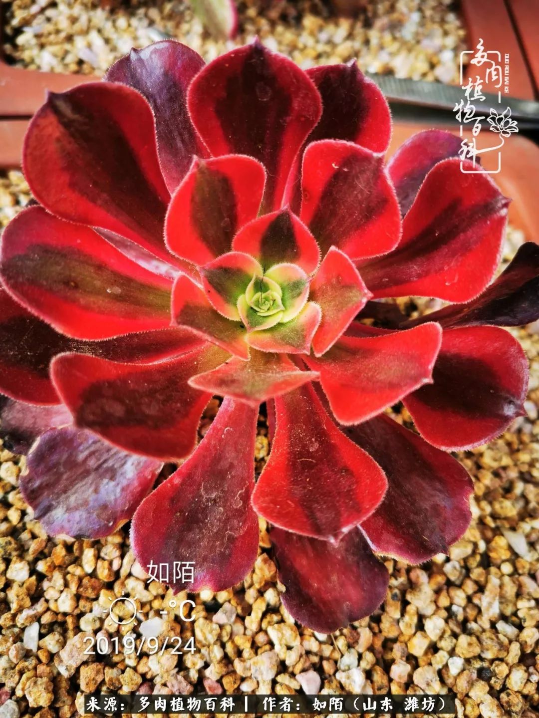 凤凰涅槃,浴火重生!多肉法师圣斗士们的秋天!(附养护经验)