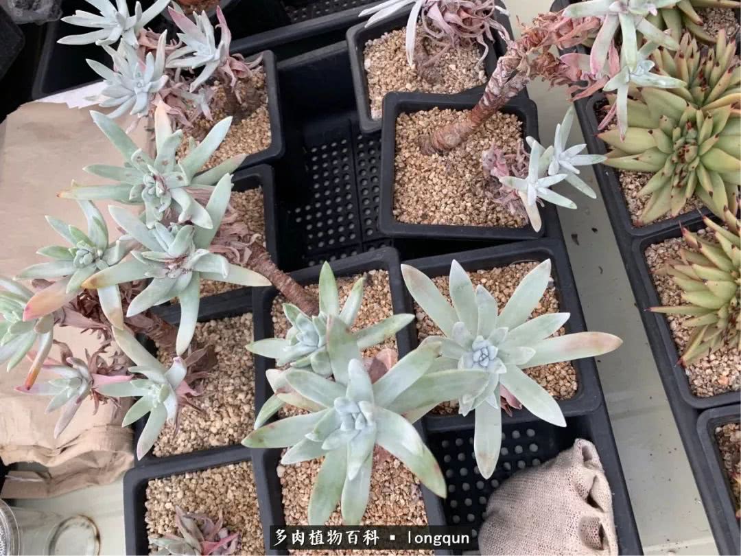 探访韩国肉锥大棚,记一次走访纪录片