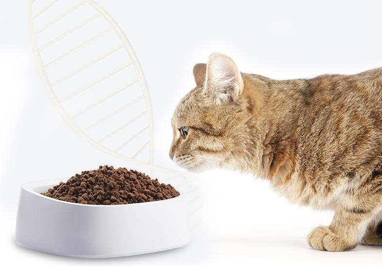 养猫入门猫粮推荐哪种,新手养猫攻略6款高品质猫粮推荐