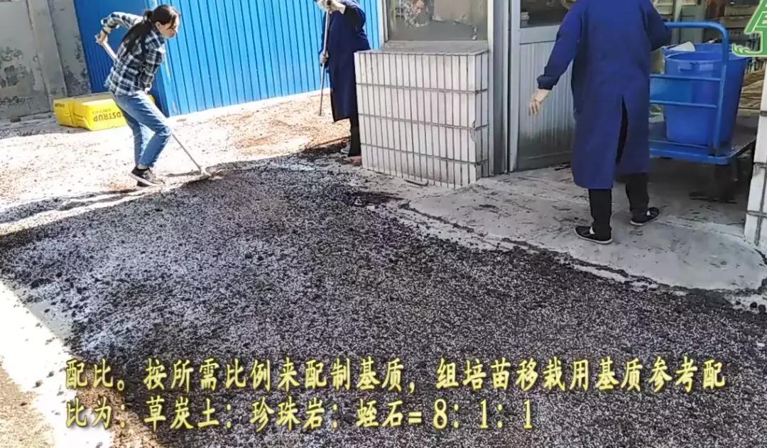 abt育苗技术,abt种植体系