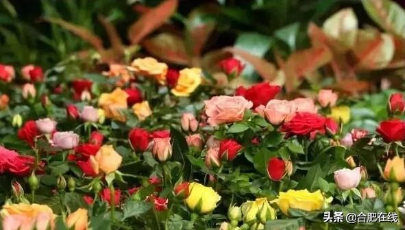 五一旅行去哪玩安徽庐江,大美庐江旅游