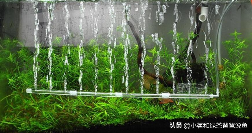 新鱼缸养硝化细菌的正确方法,缸内无鱼可以培养硝化细菌吗