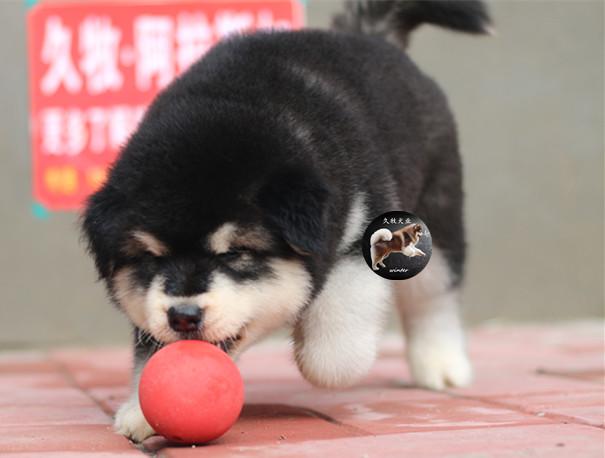 带你了解狗狗,带你了解哈士奇