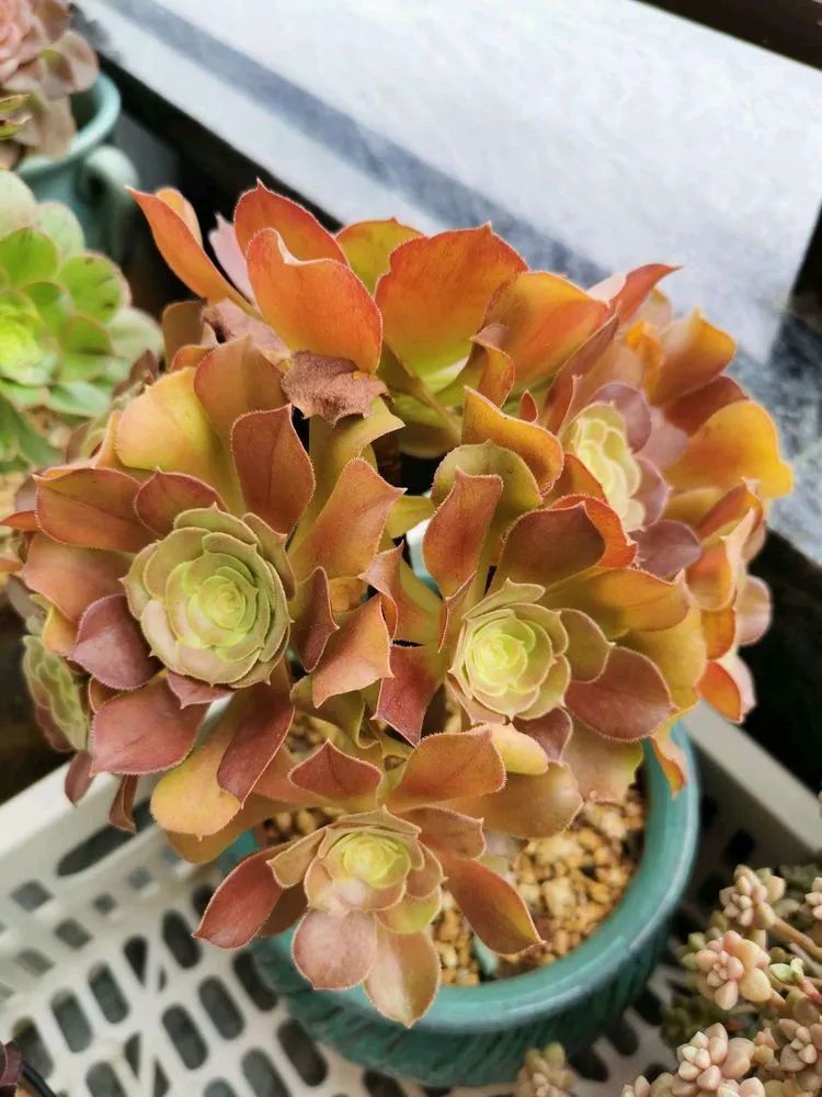 适合从小养到大的多肉,由小到大由浅入深