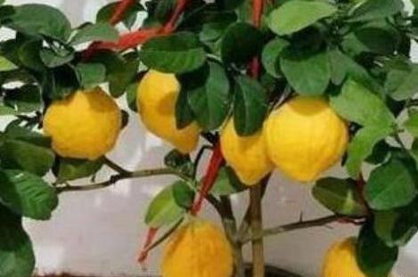 柠檬树开花结果后又落果,柠檬树挂果后落果什么原因
