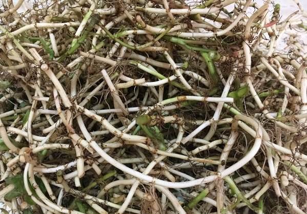 野生水塘的附近会有污染吗,农村水沟常见的野生鱼