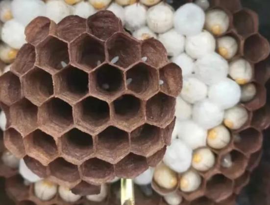 小伙养殖胡蜂一只蜂王卖3000元,农村小伙养殖胡蜂年突破百万