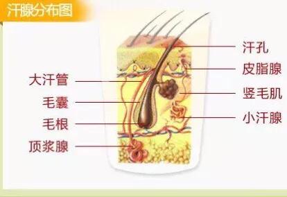 12岁男孩腋窝有异味怎么办,儿童腋窝出汗有异味怎么处理