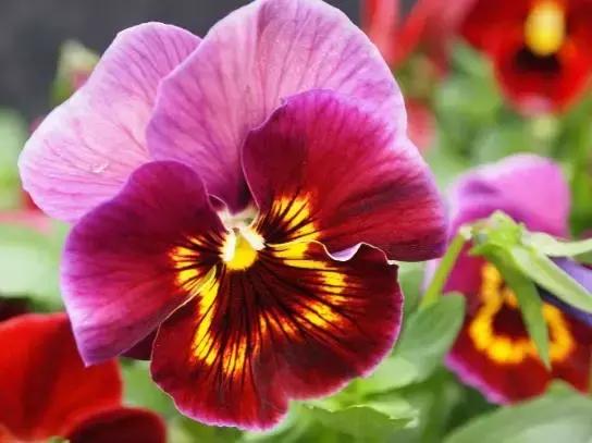 三色堇鬼脸花,三色堇为什么叫鬼脸花