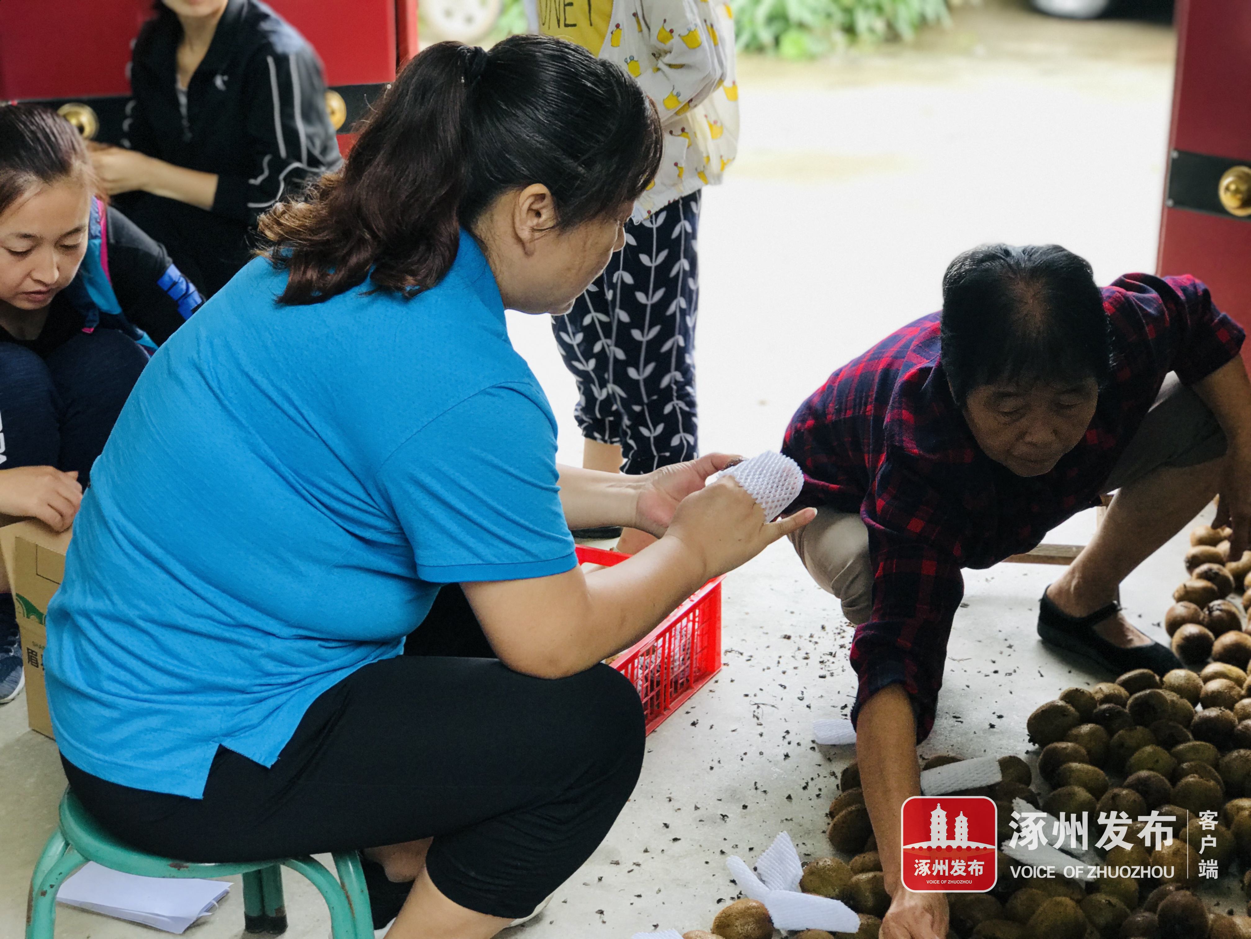 甜甜猕猴桃视频,陕西眉县猕猴桃酸甜刚刚好