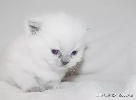 猫咪身上会有弓形虫吗,猫咪身上有没有弓形虫