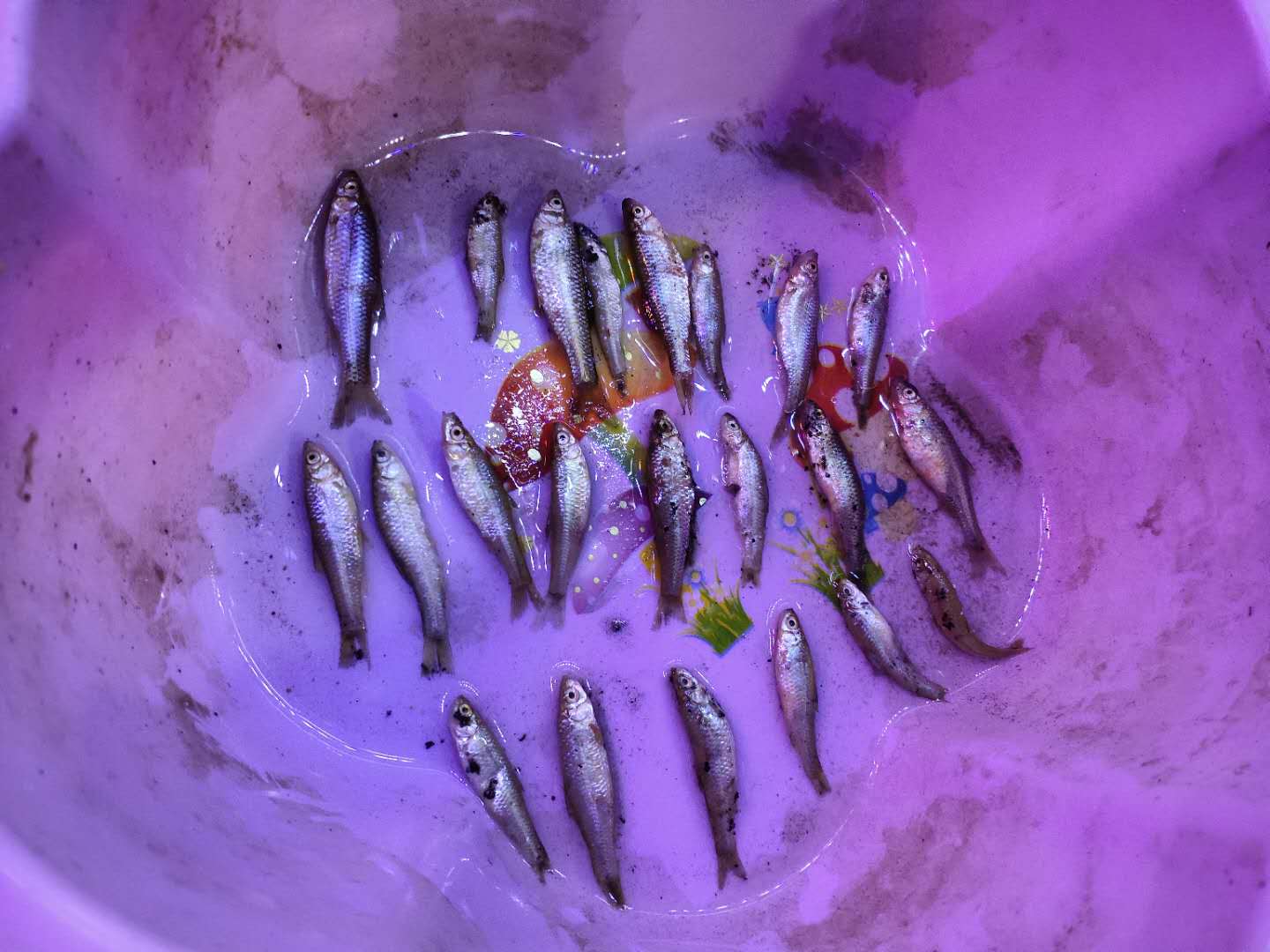 小麦穗鱼为什么老是死,小麦穗鱼能活多久