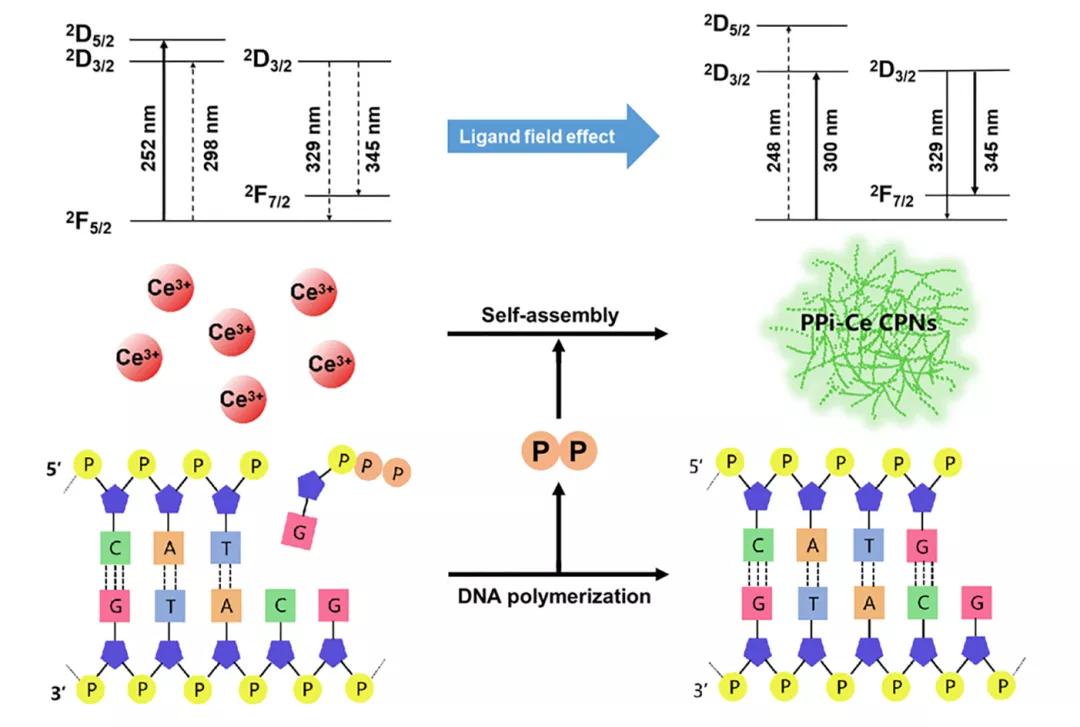 南京师大三篇「JACS」在纳米生物传感体系设计获系列进展