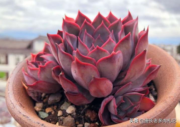 冰梅月影多肉怎么养,环境潮湿适合养什么植物