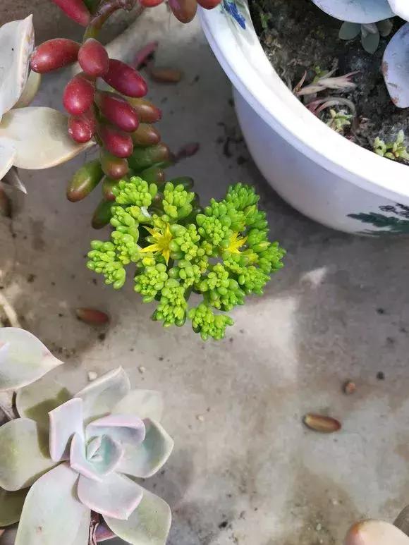 多肉虹之玉开花,多肉虹之玉长白霜