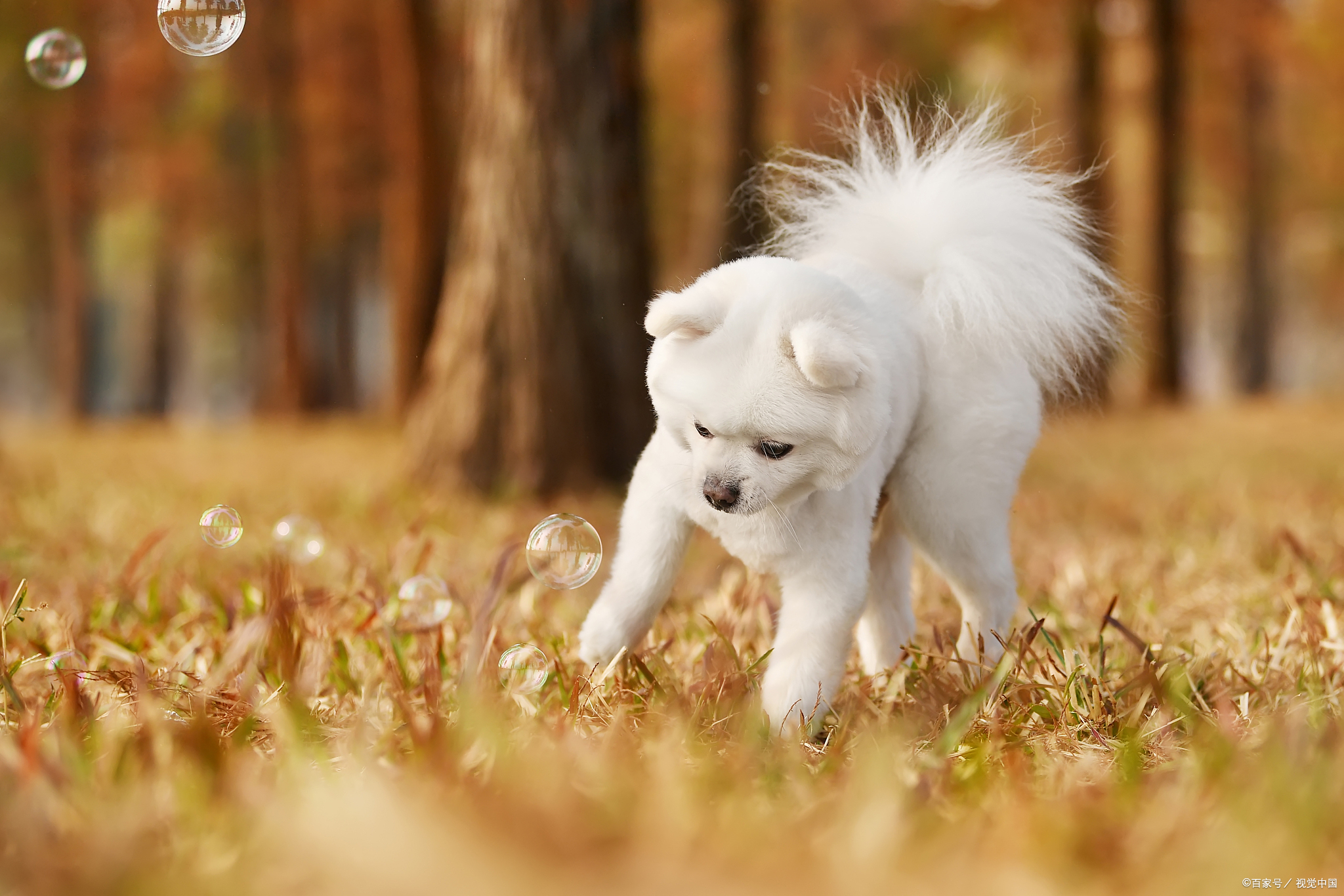 博美狗狗两个月都不吃狗粮怎么办,博美狗最近不怎么吃狗粮