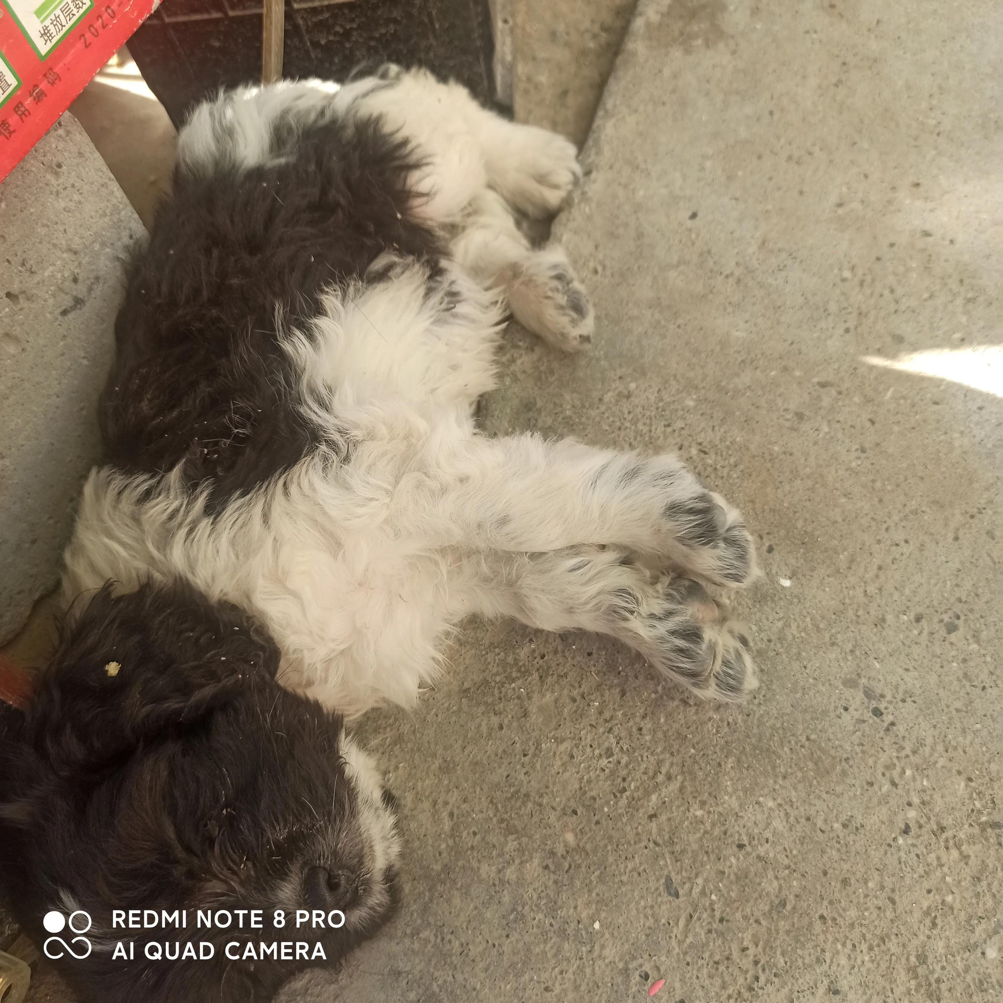 我的妈呀!2600块买来的史宾格,养了不到两周就丢了