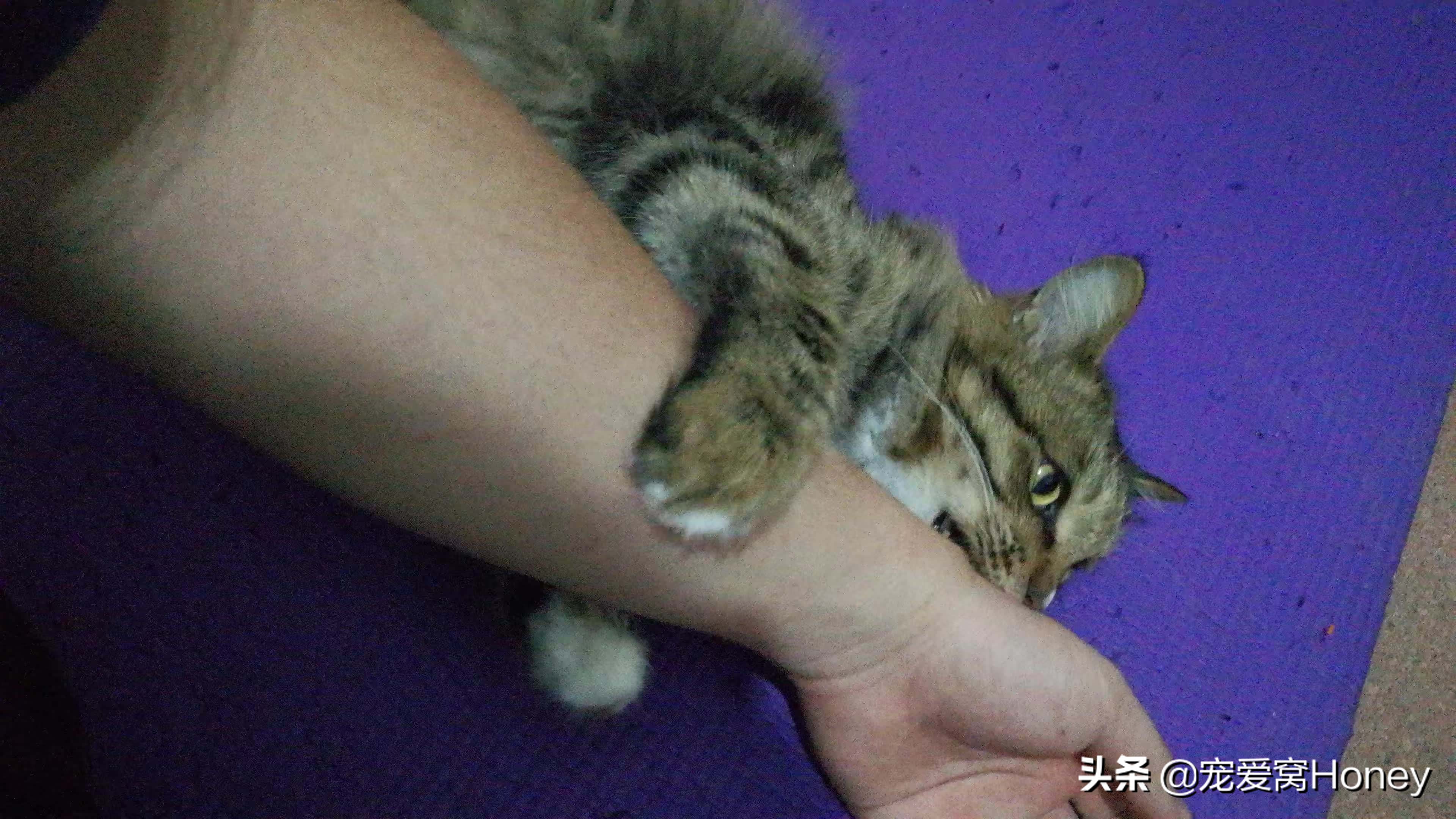 小猫四个月非常的调皮怎么办,小猫四个多月爱抓人