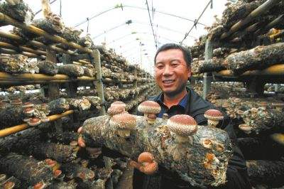 香菇高产栽培技术完整视频,香菇如何种植视频教程