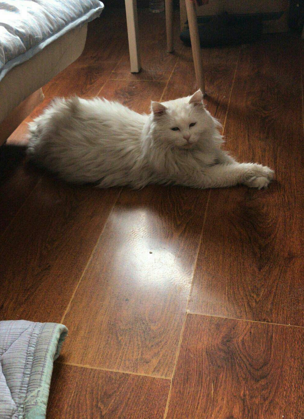 狮子猫小猫咪,狮子猫橘色宠物