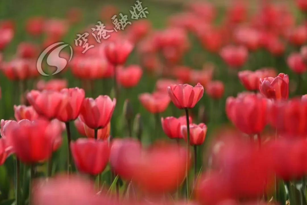 空港花田今天收门票吗,空港花田19.9门票