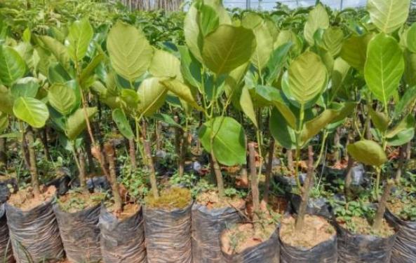 菠萝蜜怎么种植需要什么条件,菠萝蜜种植技术和适应种植的地方