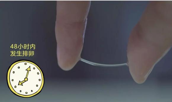 白带长条是不是就是排卵了,出现拉丝是排卵期吗