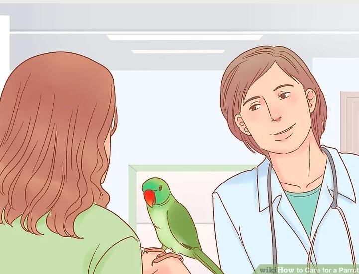 鹦鹉如何饲养攻略图解教程,迷你鹦鹉幼鱼饲养方法