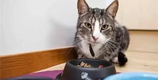 猫咪突然不爱吃猫粮了是怎么回事,猫咪突然不爱吃东西是什么原因