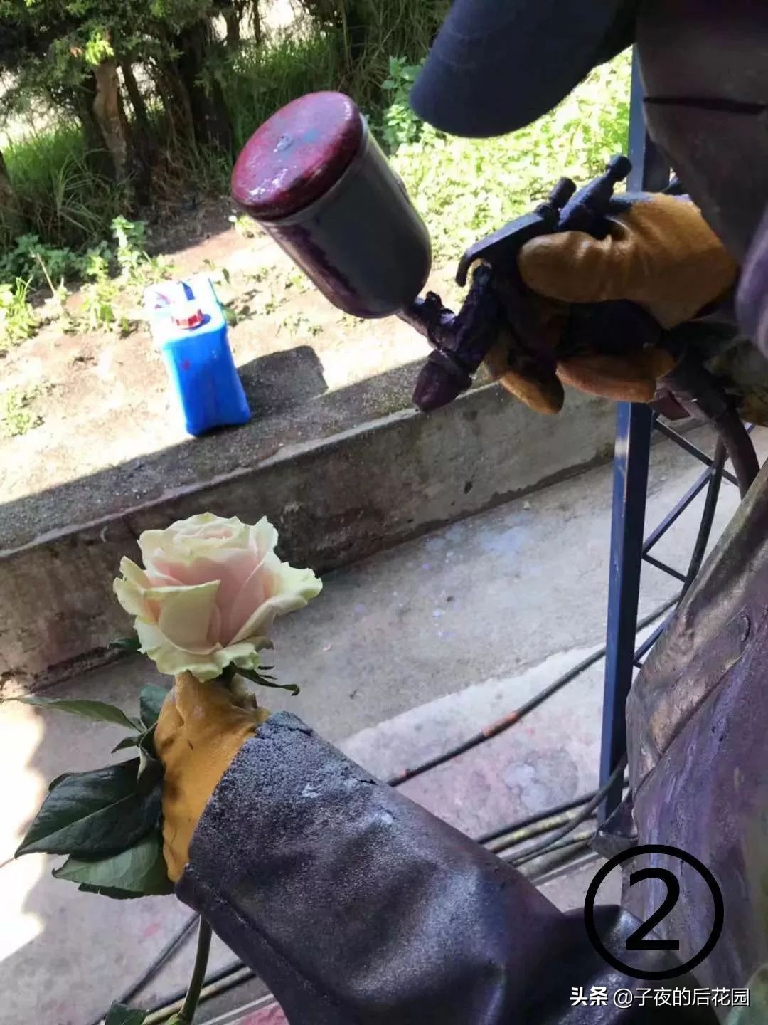 最好的进口玫瑰,进口玫瑰品种