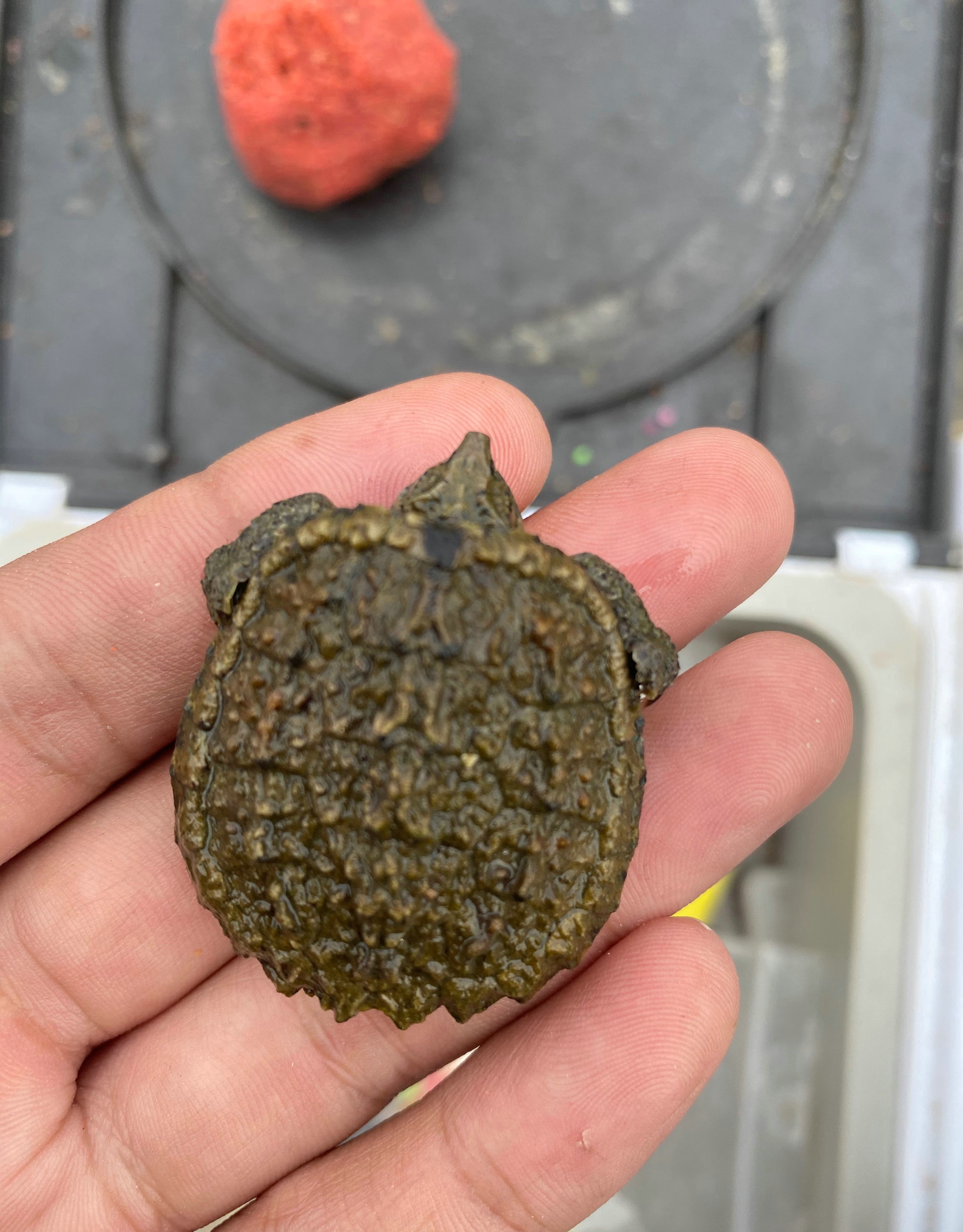 钓鱼抓到乌龟的农村小伙,在河边捡到小甲鱼小鳄龟