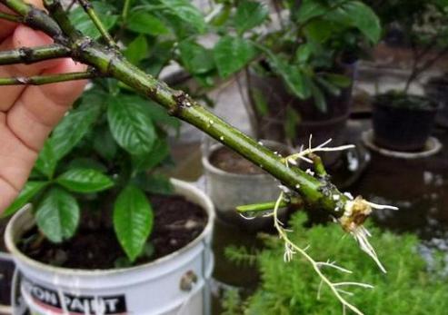 所有过期药片都能养花吗,药片过期还有效吗