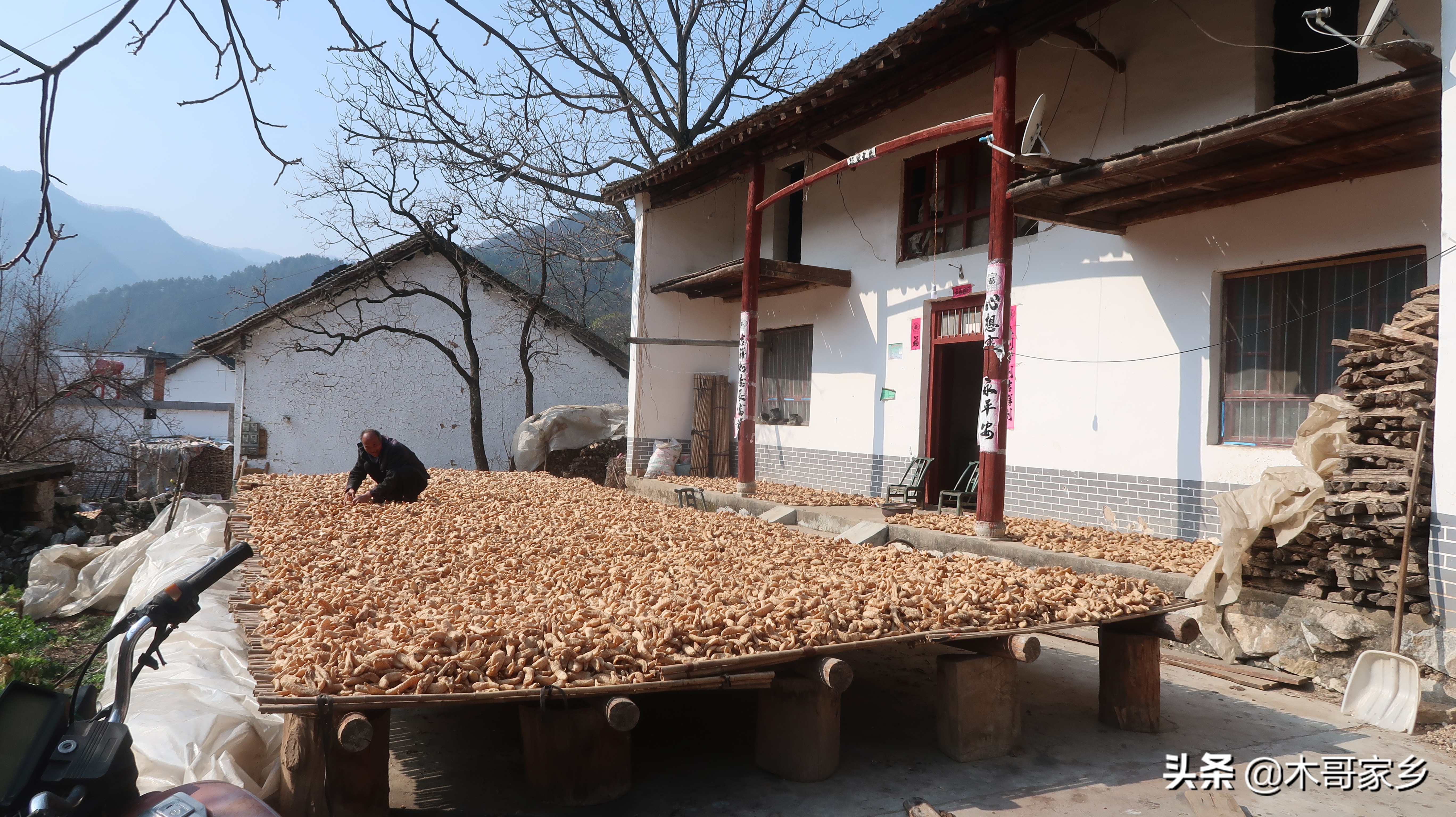 天麻在晒干过程中发霉了怎么办,天麻表面有白色一层是不是发霉