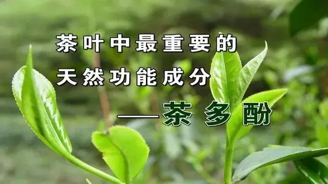 百岁老人喝的保健茶有哪些,用什么泡水喝降三高效果最好