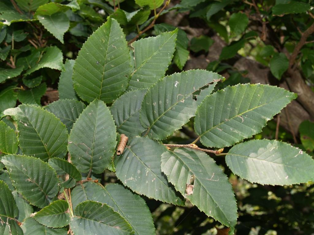 中华人民共和国野生植物保护名录,濒危保护植物名录药用植物多少种