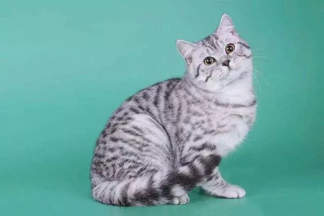 哪种猫好养又美短,好养的猫品种排行榜