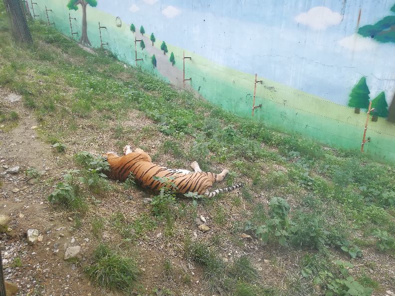 洛阳栾川竹海野生动物园值得去吗,洛阳栾川竹海野生动物园都有什么