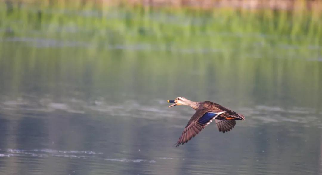 涂上黄色的“润唇膏”，TA就是野鸭中最靓的仔