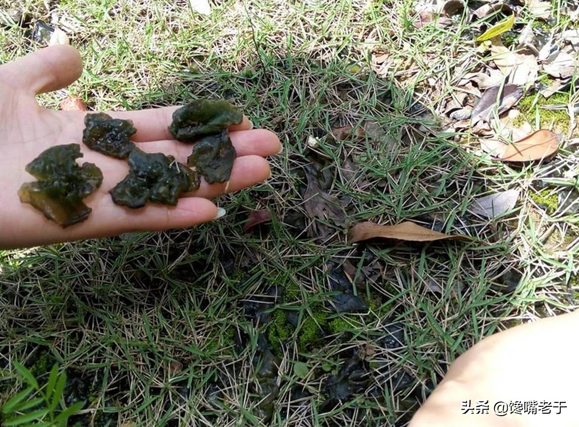 农村常见可以吃的植物,农村一种植物价值高别忽视